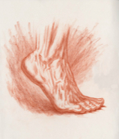 Human Foot 3